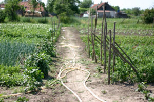 Bild som visar odling i Rumänien